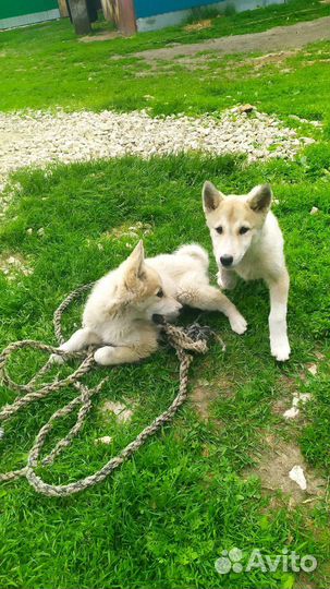 Лаечки, (а)домашних не трогают, можно обмен