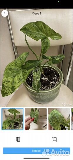 Сингониум моттлед мохито