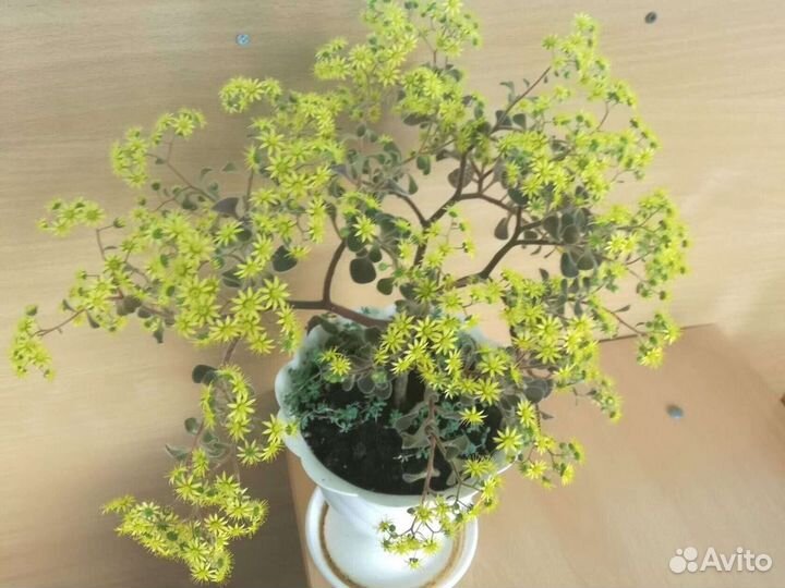 Комнатные растения