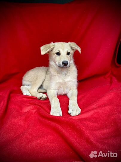 Милая девочка