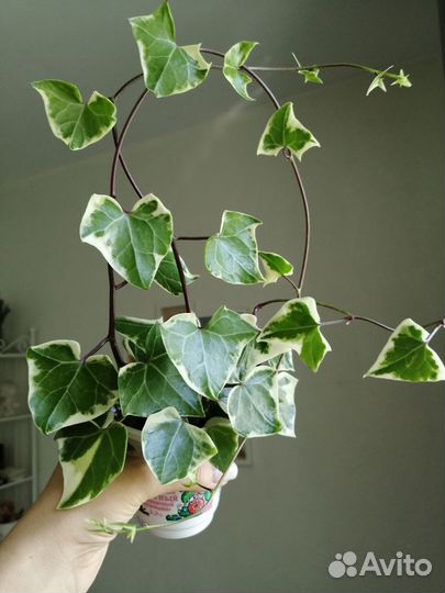 Крестовник крупноязычковый