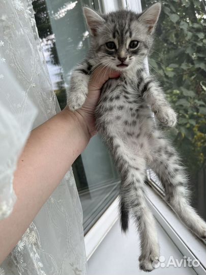 Британские котята