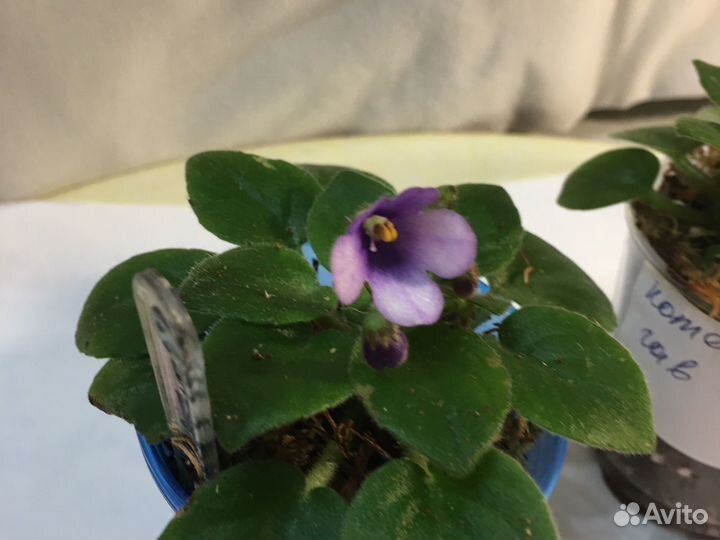 Фиалка мини котенок гав