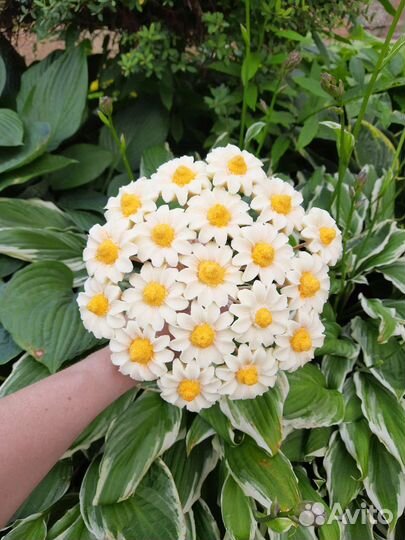 Букеты из бельгийского шоколада