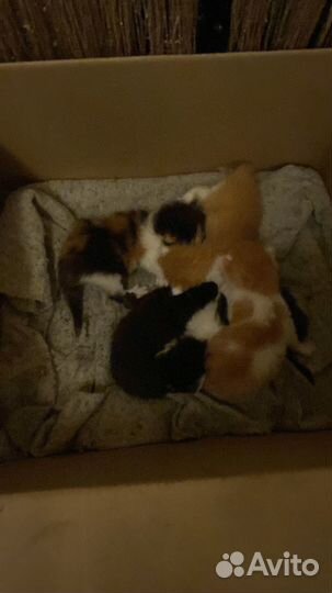 Изу кормящую кошку