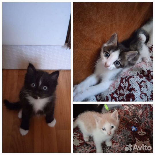 Котята