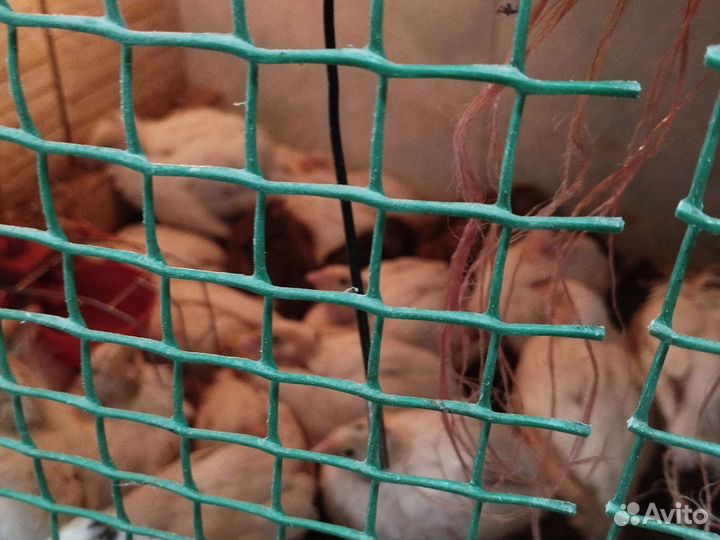 Перепелиные,куриные яйца домашние,перепёлки мясом