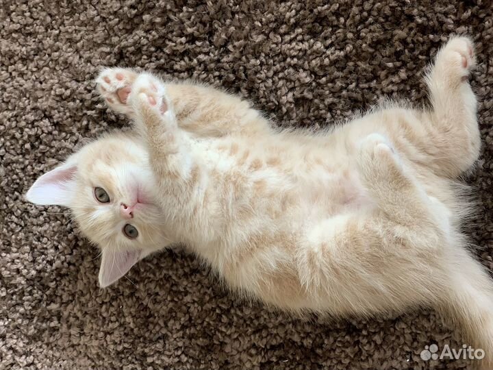 Британские котята