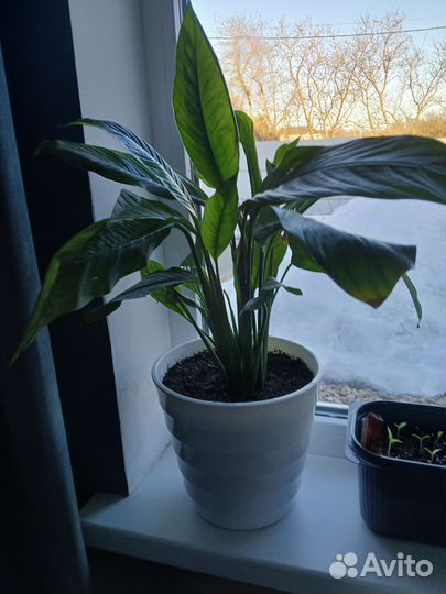 Спатифиллум