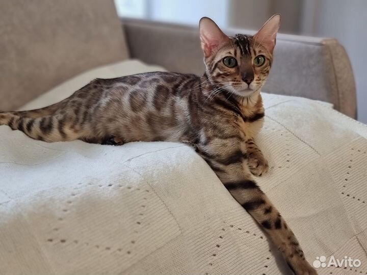 Бенгальская кошка