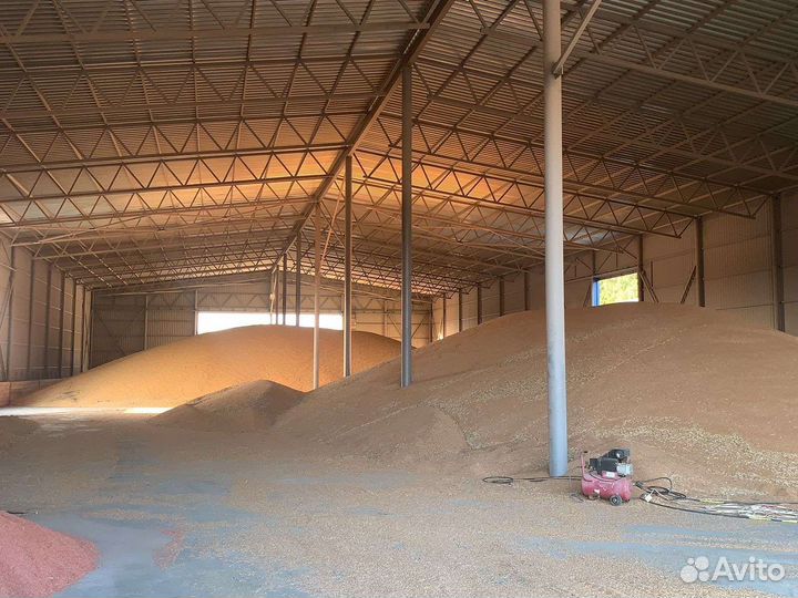 Семенная пшеница 12 р