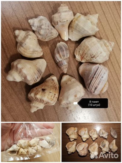 Ракушки с моря для декора, поделок, в аквариум