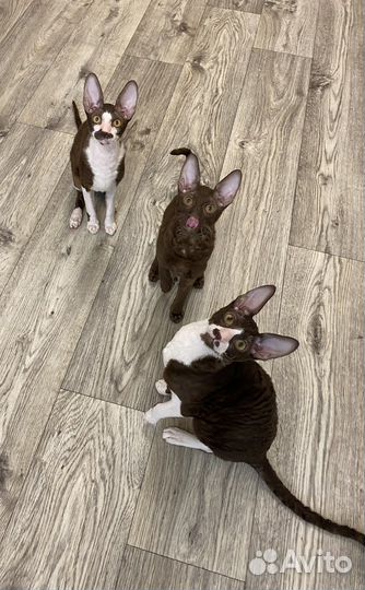 Корниш-рекс