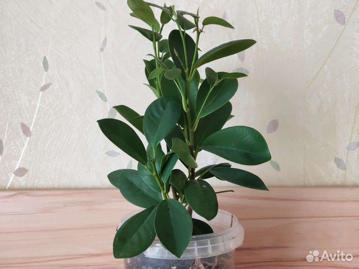 Фикус микрокарпа