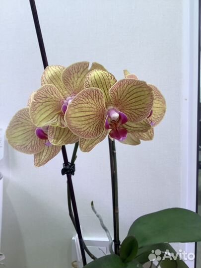 Орхидея фаленопсис