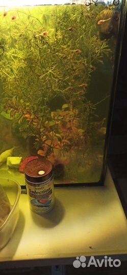 Сомики анцитрусы