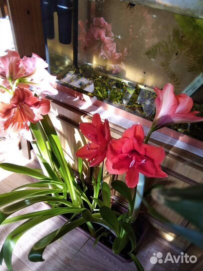 Гиппиаструм