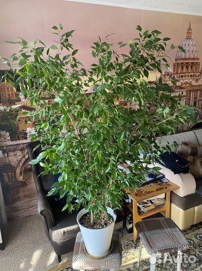 Продаю Фикусы Бенджамина