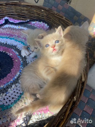 Котята