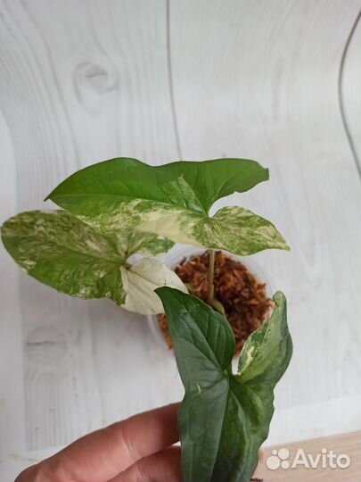 Сингониум, разные сорта