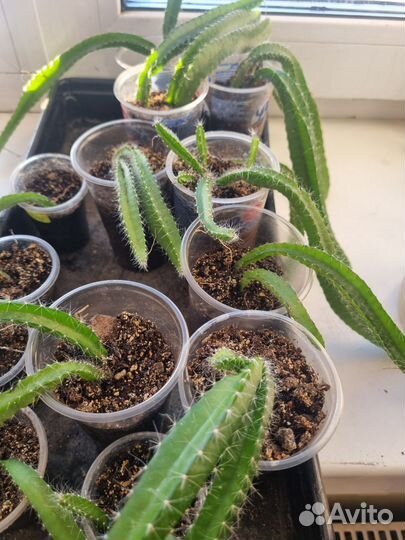 Питахайя драконий фрукт