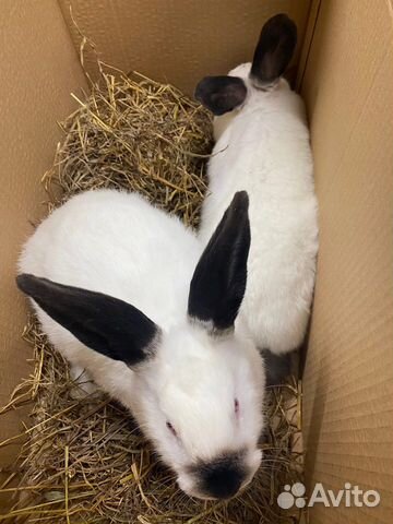 Калифорнийский кролик на племя