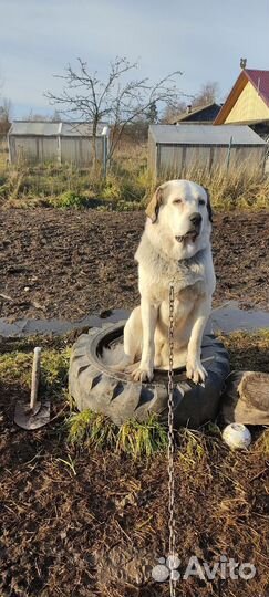 Среднеазиатская овчарка алабай