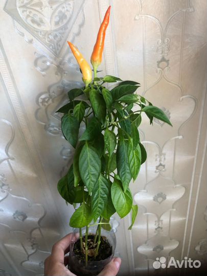 Перец комнатный огонек с плодами в грунте