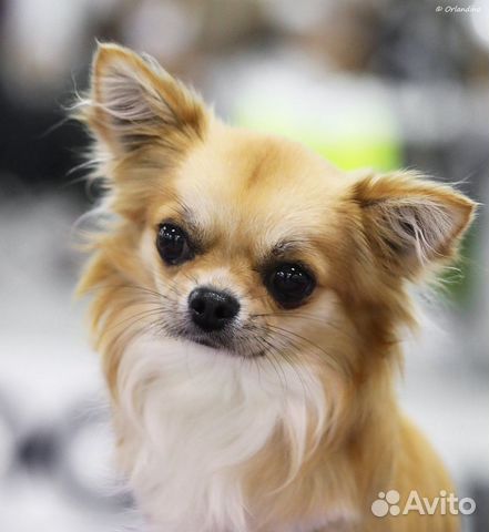 Чихуахуа взрослый кобель