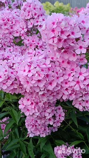 Сортовые флоксы продам