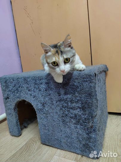 Кошки в добрые руки бесплатно