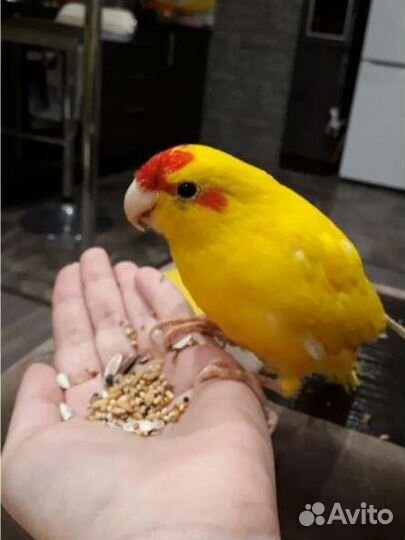 Попугай какарик