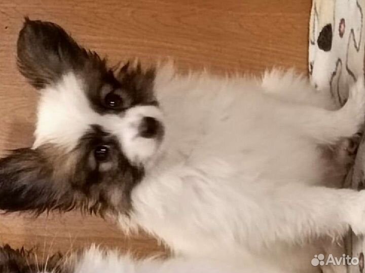 Щенки папильон