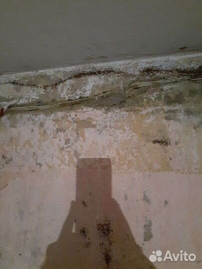 Дезинфекция от клопов тараканов блох