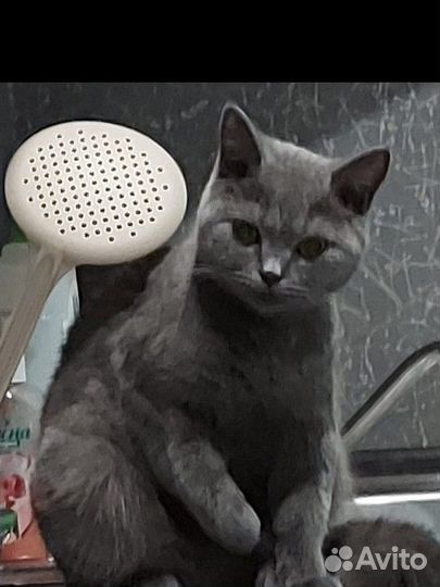 Британская кошка бесплатно