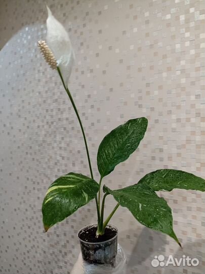 Спатифиллум джемени