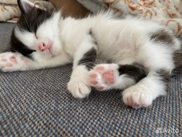 Кошки в добрые руки