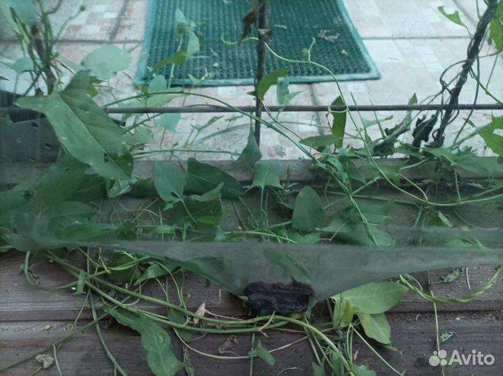 Водительское стекло