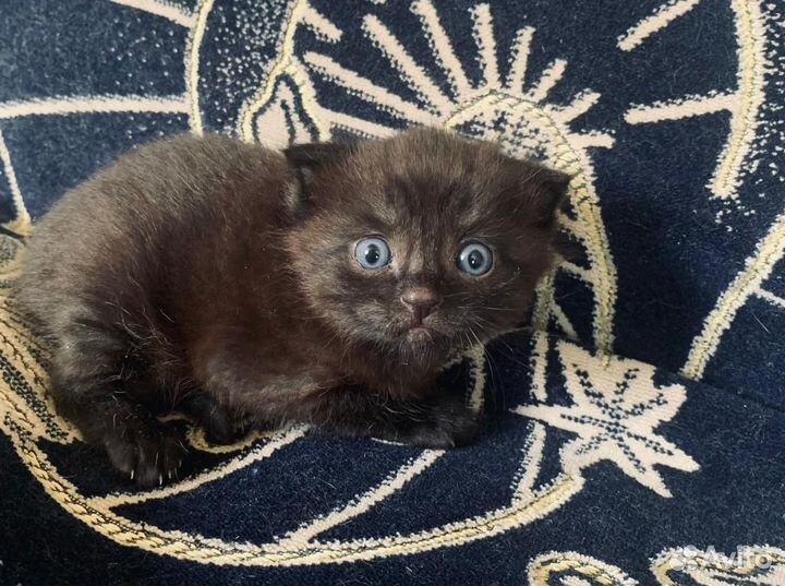 Милые котята