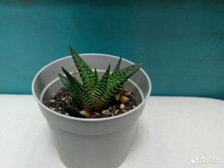 Суккуленты