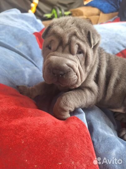 Щенки шарпей