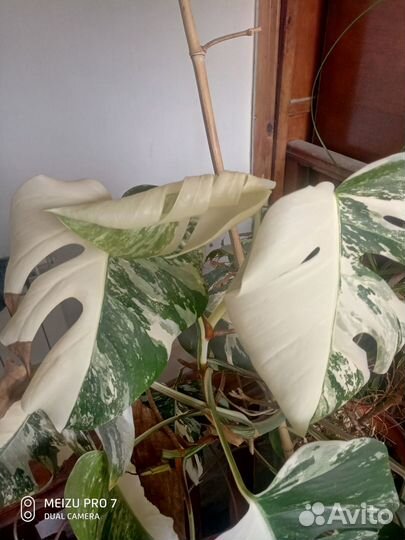 Монстера вариегатная