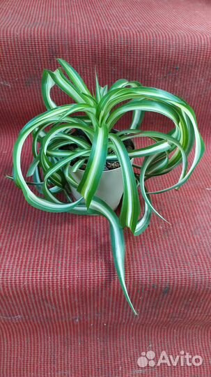 Хлорофитум кудрявый