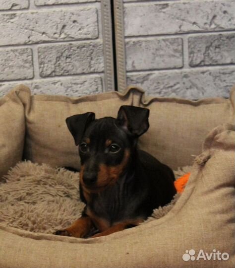 Щеночки цвергпинчера