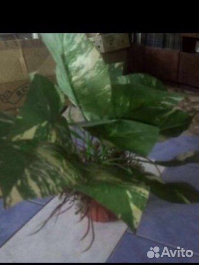 Цветок декоративный