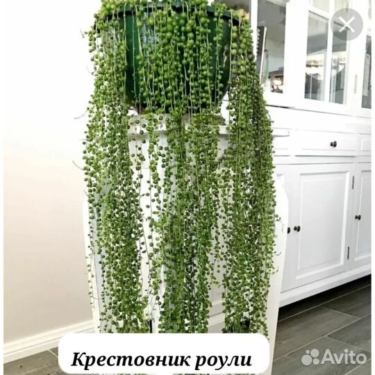 Крестовник роули, крестовник роули вариегатный