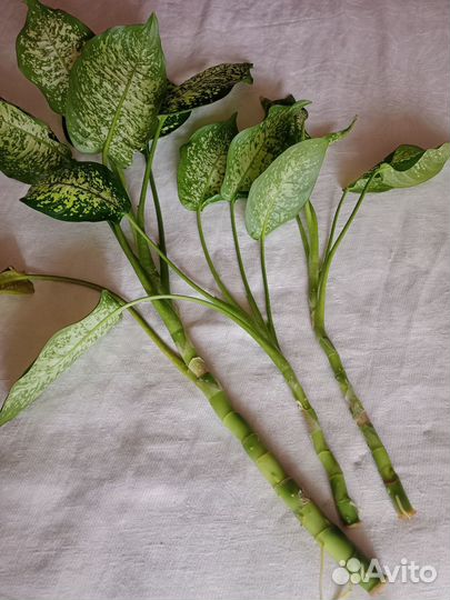 Диффенбахия цветы