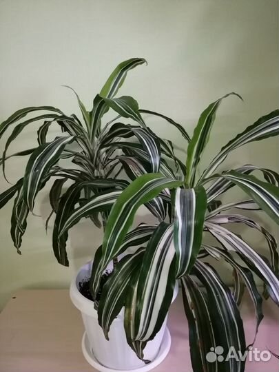 Драцена деремская, маргината, каламондин