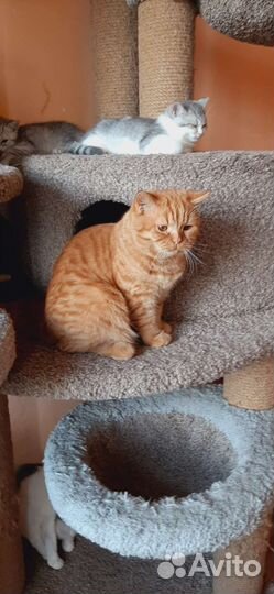 Британский кот редкого окраса. Красный