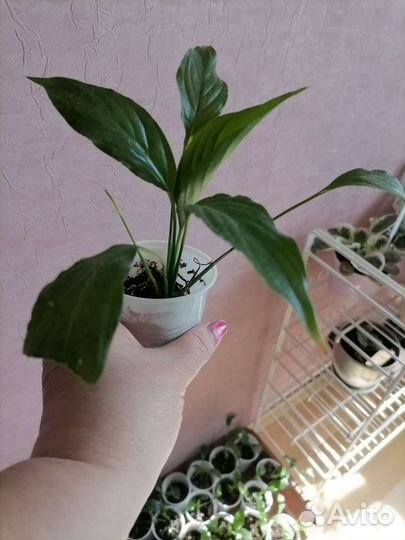 Комнатные растения